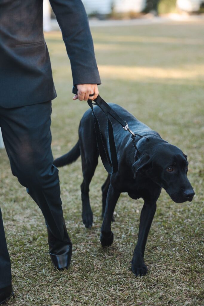 Bride and grooms pet dog walking to the ceremony of their wedding.
