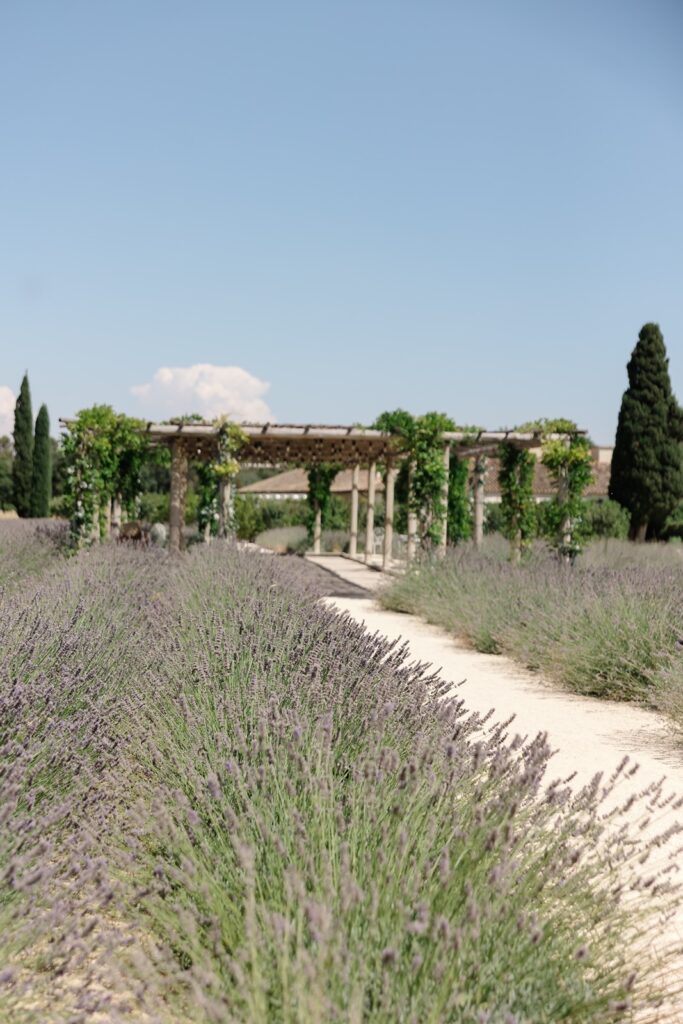Endless rows of lavender bringing Provence charm to a French château wedding